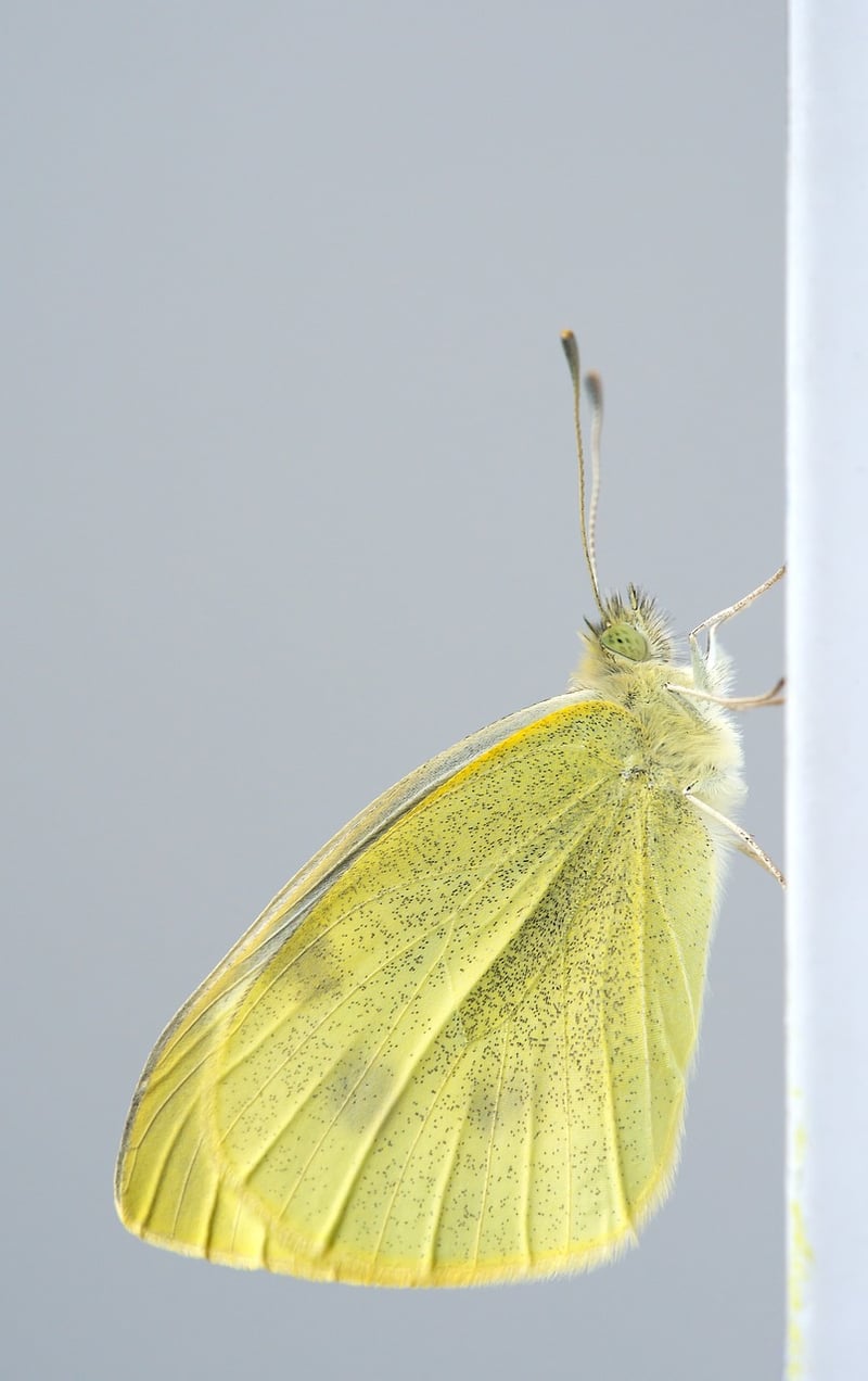 Butterfly Insect Macro